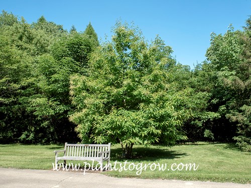 American Chestnut (Castanea dentata)